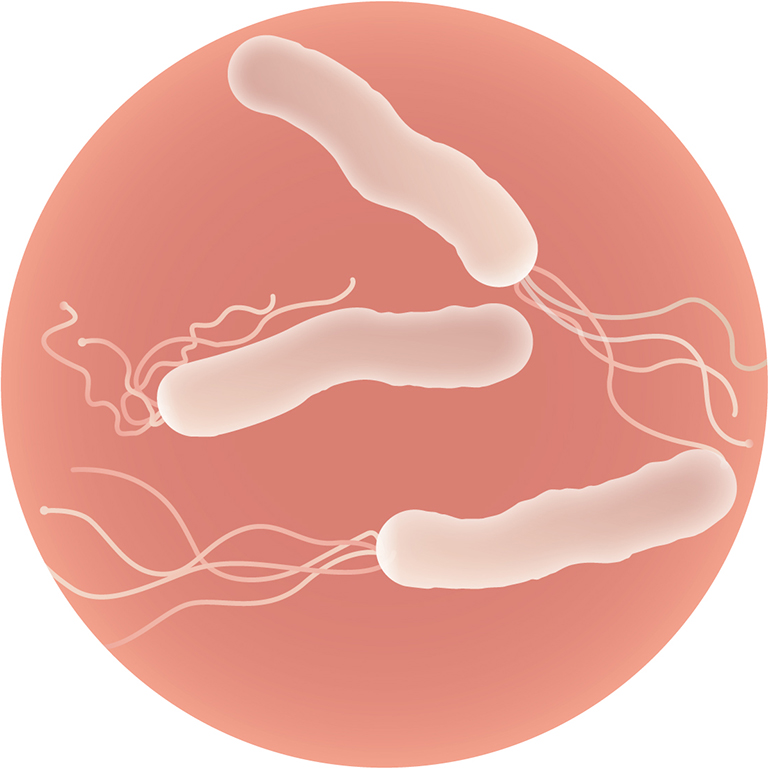 ピロリ菌の写真